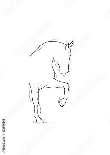 Horse Sketch