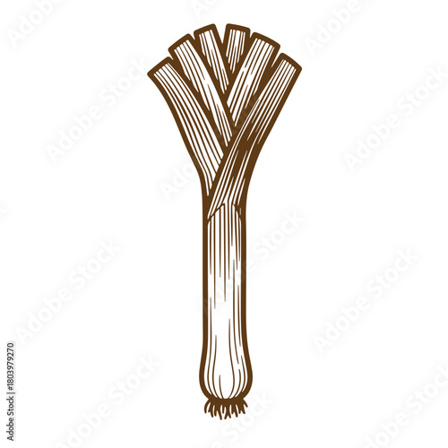 Detailed vintage sketch of fresh leek vegetable with brown outlines on white background