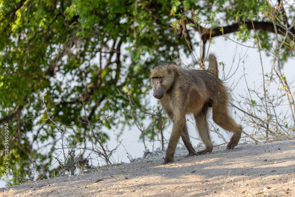 Fototapeta premium baboon walking close to chobe river