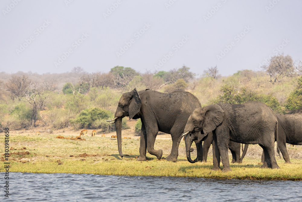 Obraz premium elephants on the riverbank of chobe river