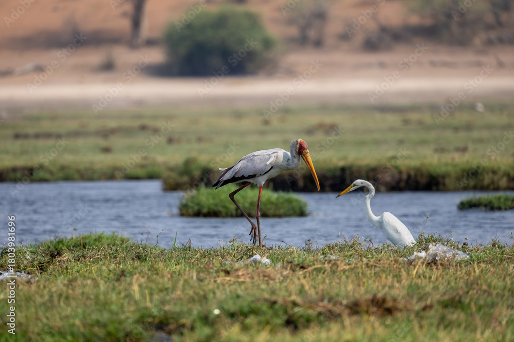 Obraz premium yellow-billed stork and great white egret in the chobe river