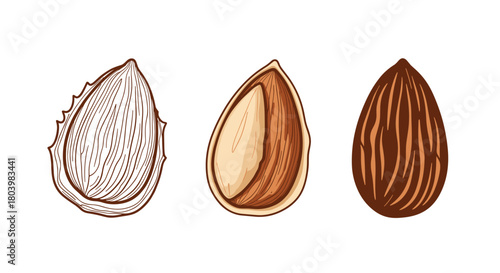 Detailed illustration of almonds in various stages of processing, from shell to kernel, showcasing their natural texture and form.