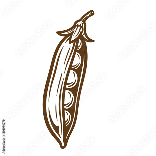 Vintage sketch of a brown pea pod with visible peas on a white background
