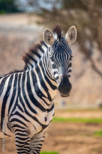 Canvas Print Close up portrait of a zebra standing outdoors in a natural wildlife setting