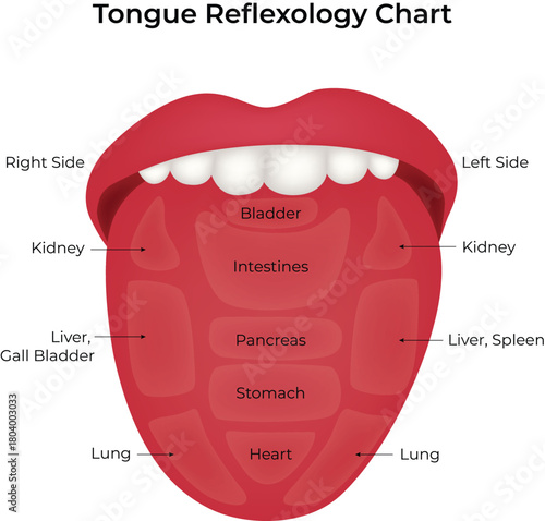 Tongue Reflexology Chart for Holistic Health and Organ Mapping Vector Illustration