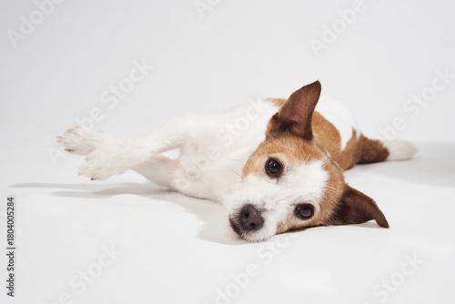 Jack russell terrier lies on white backdrop. Legs stretch forward and one eye is closed.