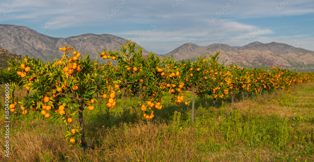Obraz premium Trees with ripe mandarins in an orchard in the Neretva Delta in Croatia