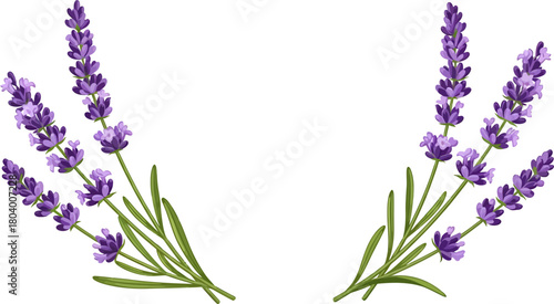 Delicate Lavender Sprigs Vector Illustration for Aromatherapy and Natural Beauty Concepts