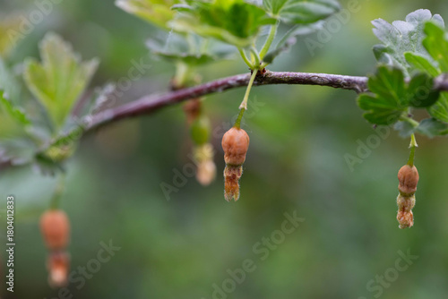 Принти на полотні Brown rotten and frostbitten gooseberry berries on a bush branch in spring, clos