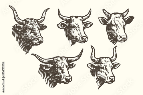 Cow and bull heads vintage engraving vector illustration