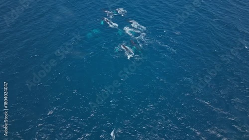Wallpaper Mural A pod of majestic humpback whales swimming together creating rainbows with their breath in Ecuador, Pacific Ocean aerial drone video Torontodigital.ca