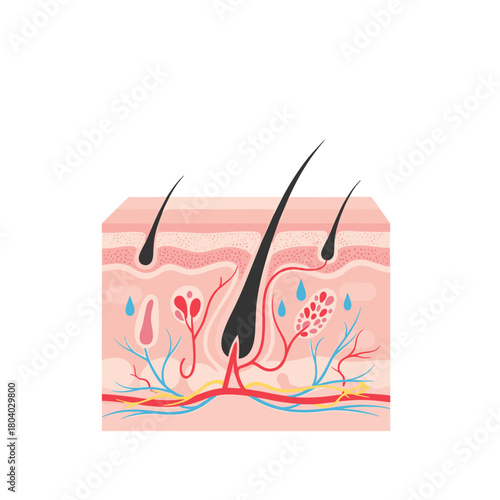 Cross-section of human skin anatomy showing structures and layers  
