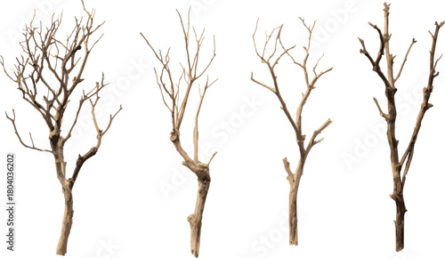Dried tree branches or dry wood isolated on a transparent background with a clipping path. vector illustration