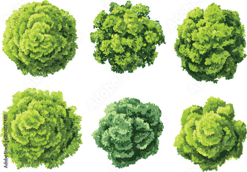 Top view flat vector set of garden plants and flowers isolated on transparent background