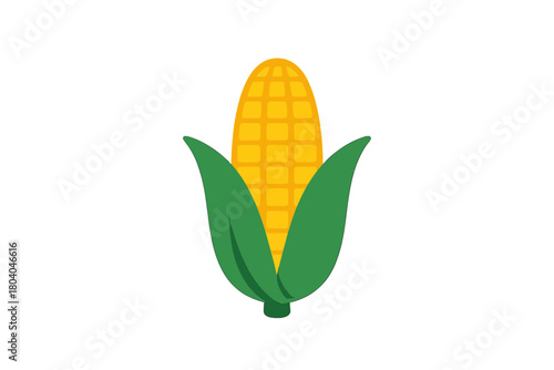 Fresh ear of corn on the cob with green husks