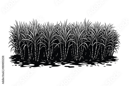 Sugarcane Plantation Black White Isolated Illustration
