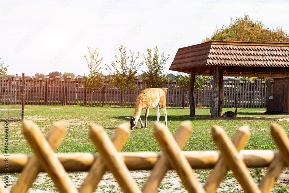Obraz premium A llama grazes in a field and eats grass behind a fence at a zoo, background. Copy space for text