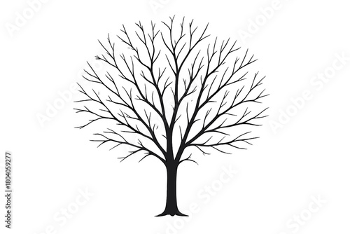 Bare deciduous tree silhouette with intricate branching structure