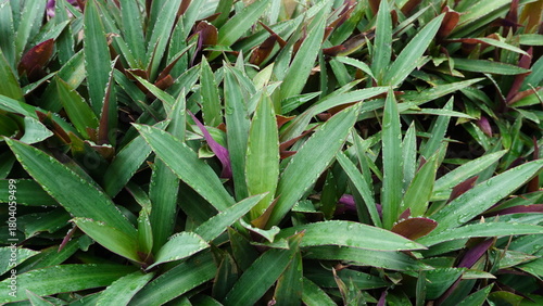 Tableau sur toile High angle photo capturing the dense foliage of Tradescantia spathacea, the Moses-in-the-Cradle plant, Sharp focus highlights the dewy dark green surface, creating a rich botanical background texture