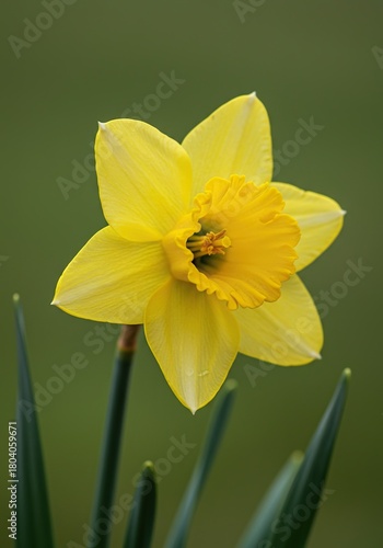 Wallpaper Mural A vibrant close-up of a single yellow daffodil standing tall against a soft green background, symbolizing the arrival of spring and new life blooming ,daffodil ,beautiful ,decorative Torontodigital.ca