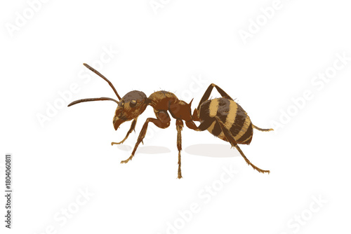 Striped carpenter ant with segmented body and prominent antennae
