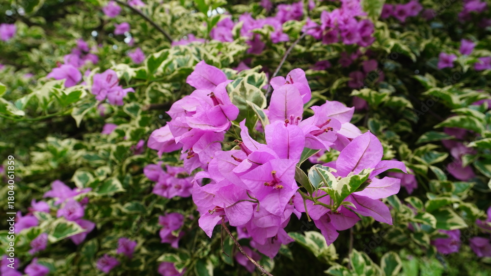 Obraz premium Purple Bougainvillea Variegata