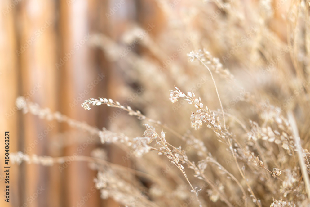 Fototapeta premium Close-up of Delicate Dried Golden Grass Stalks