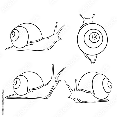 Snail Line Art Drawings Set Diverse Views of Mollusks for Nature Biology  Educational Concepts