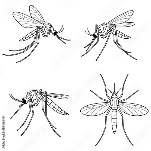 Mosquito Insect Drawings Detailed Illustrations of Pests  Disease Vectors