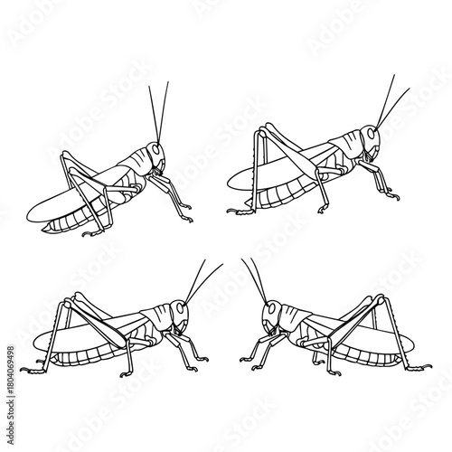 Grasshopper Locust Drawings Detailed Insect Illustrations for Entomology  Nature Studies
