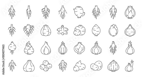 Collection of various root vegetables and bulbs in a line art style.