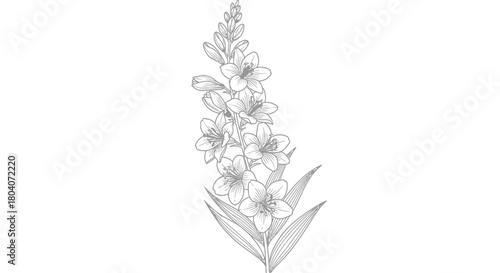 Detailed botanical illustration of a single flowering plant stem with multiple blossoms.