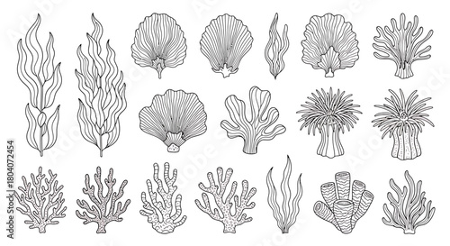 Detailed collection of hand-drawn coral and seaweed illustrations, perfect for marine-themed designs.