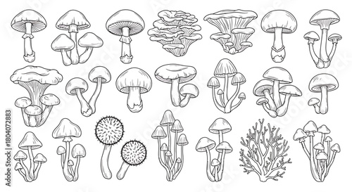 Detailed collection of various wild mushrooms and fungi in a hand-drawn sketch style.