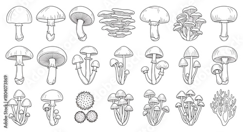 Detailed Hand-Drawn Collection of Various Wild and Edible Mushrooms.