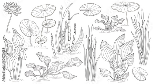 Detailed Hand-Drawn Sketch of Various Aquatic Plants and Water Lilies.