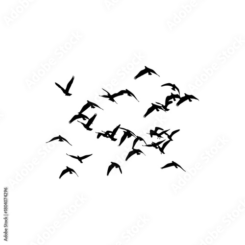 A flock of birds silhouetted against a white background flying in various directions in the sky above