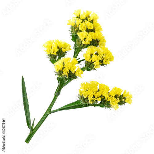 Yellow Statice in Bloom: Capturing the intricate details of a vibrant yellow statice bloom against a natural backdrop, embodying delicate beauty and the freshness of the outdoors.