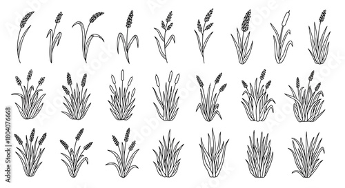 Hand drawn set of various wheat and rye plants.