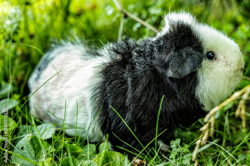 meerschweinchen tier natur nager