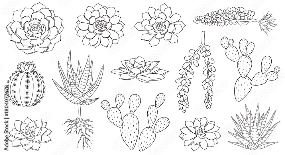 Fototapeta premium Hand-drawn collection of various succulent plants and cacti, perfect for botanical illustrations.