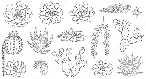 Hand-drawn collection of various succulent plants and cacti, perfect for botanical illustrations.