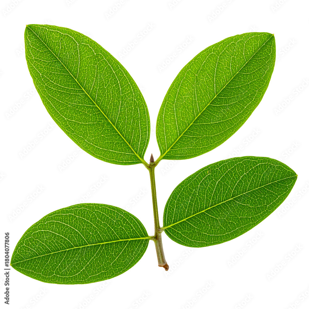 Fototapeta premium Nature's Geometry: A vibrant display of four fresh green leaves, showcasing the precise symmetry and intricate patterns that define the beauty of the natural world.