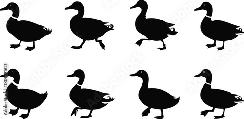 Duck silhouette illustration set, black vector icons showing walking and standing poses, stylized animal movement sequence, cartoon bird design
