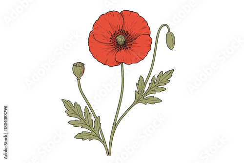 Detailed botanical study of a vibrant red poppy plant showing flower, leaves, and seed capsules