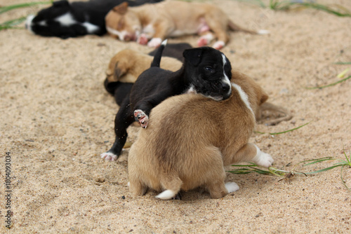 Cute Playful Puppies on Sand Outdoors
