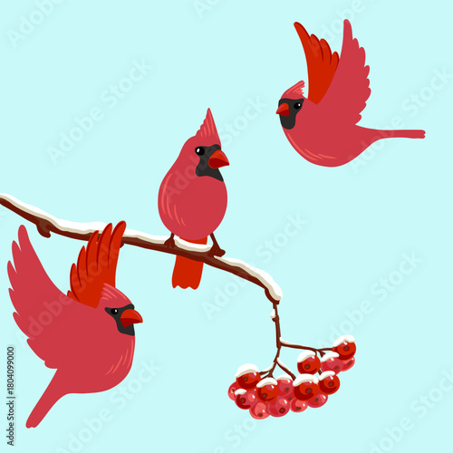 vector drawing bird, nothern cardinal at rowan branch with red berries and snow in winter, hand drawn wildlife illustration