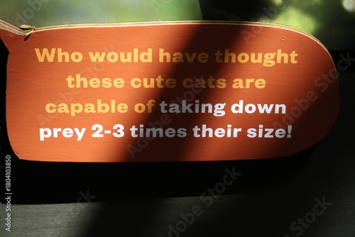 Photography Wild cats hunting strength information sign