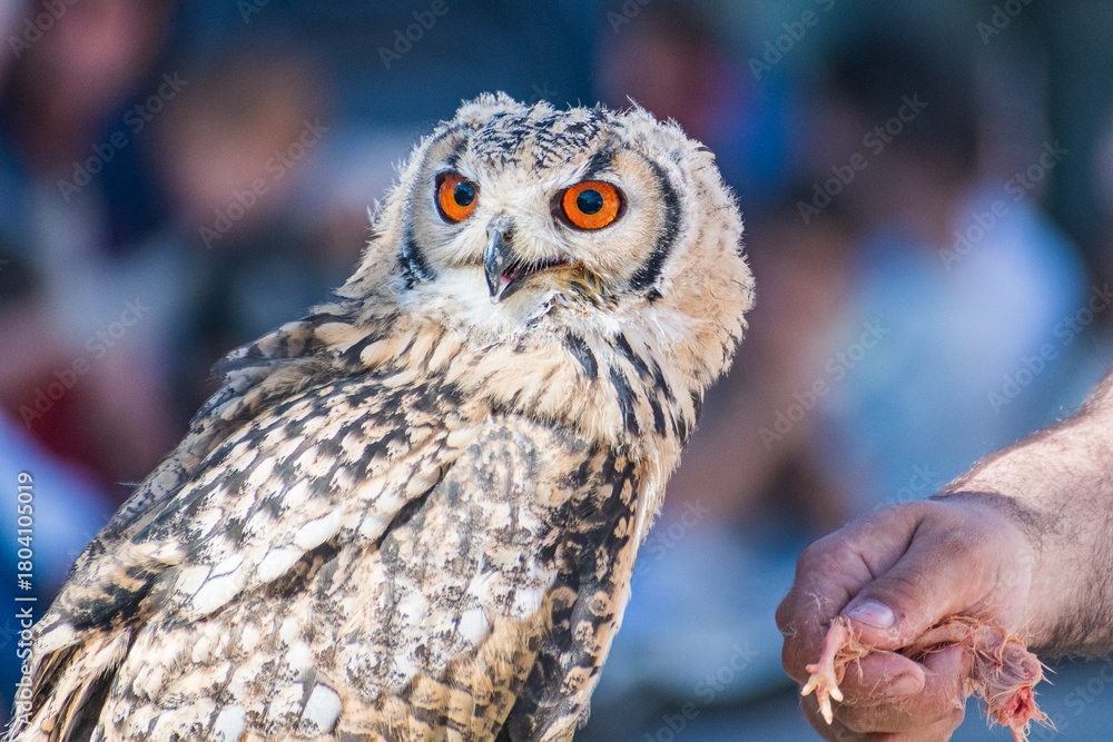 Fototapeta premium Bubo bengalensis (Indian Eagle owl) exhibition