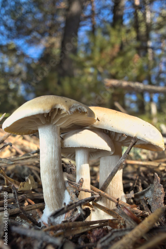 mushrooms in the forest
